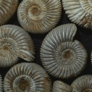 450_fossil